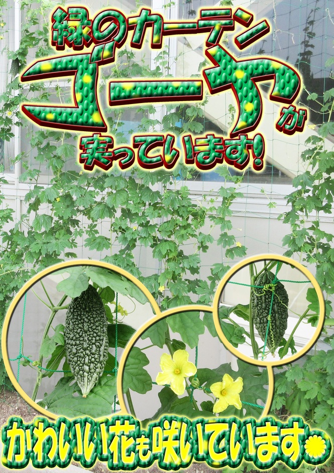 緑のカーテン　ゴーヤ
