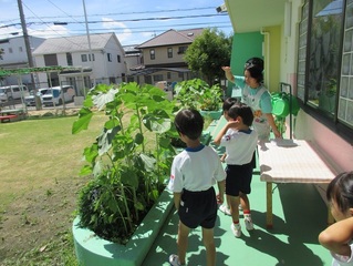 ひまわりと背比べしている子どもたちの写真
