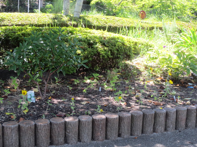 正門左手の花