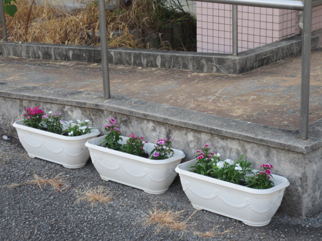 なでしこ