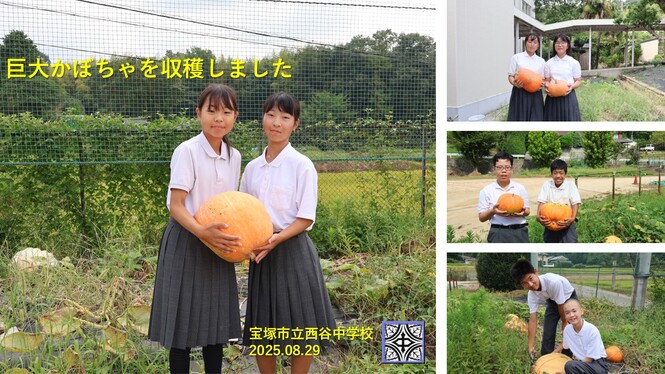 収穫の様子