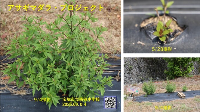 花壇の様子