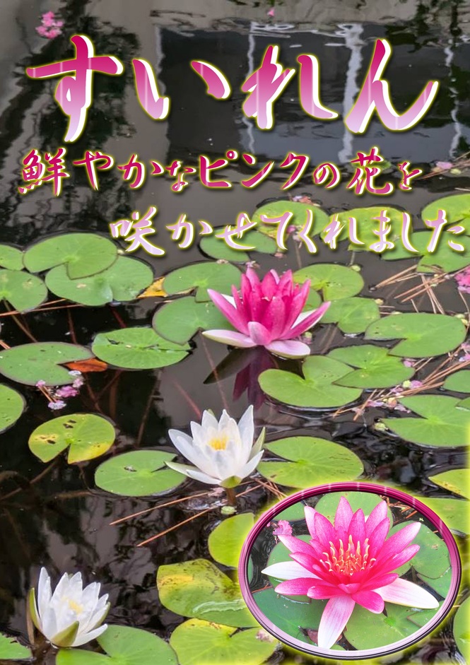 ピンクスイレン