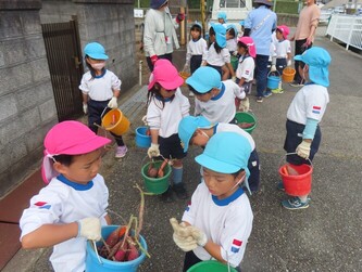 芋ほり