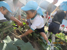 「いもが見えてきた！」