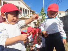 小っちゃいお芋取れたよ