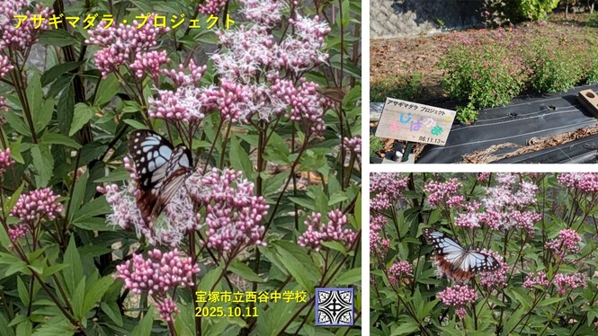 アサギマダラ飛来