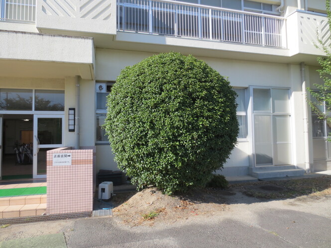 キンモクセイ