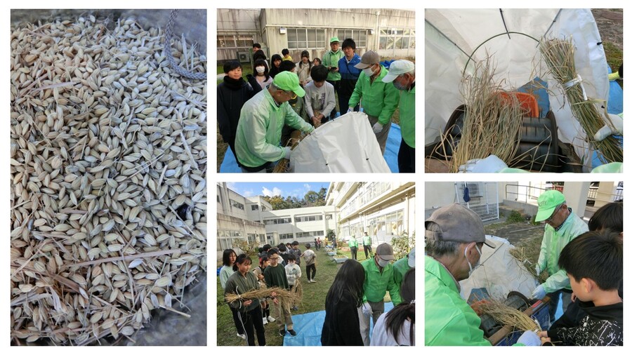 助っ人さんの応援で脱穀中