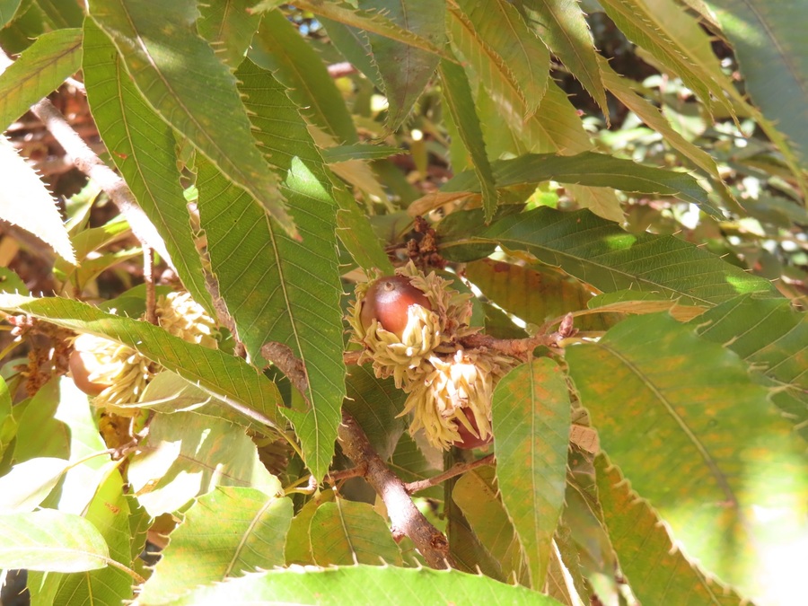 ドングリの写真