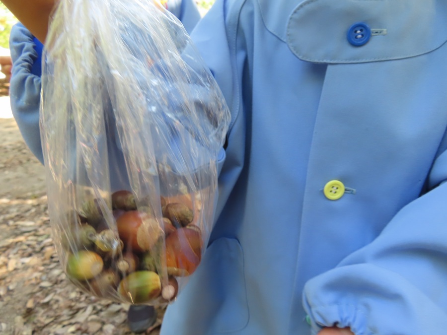 子どもが拾った木の実の写真