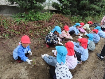 芋掘りをしている子どもたちの写真