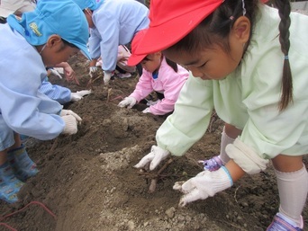 芋掘りをしている子どもたちの写真