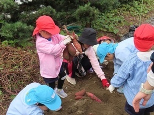 芋掘りをしている子どもたちの写真