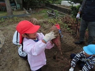 芋掘りをしている子どもたちの写真