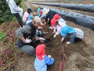 芋掘りをしている子どもたちの写真