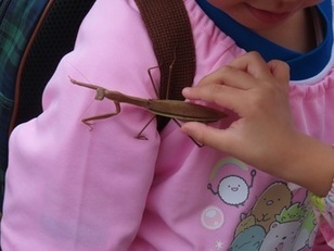 カマキリと遊んでいる子どもたちの写真