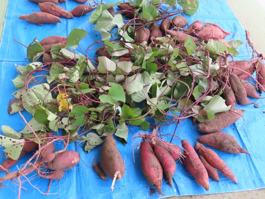 子どもたちが掘ったサツマイモの写真