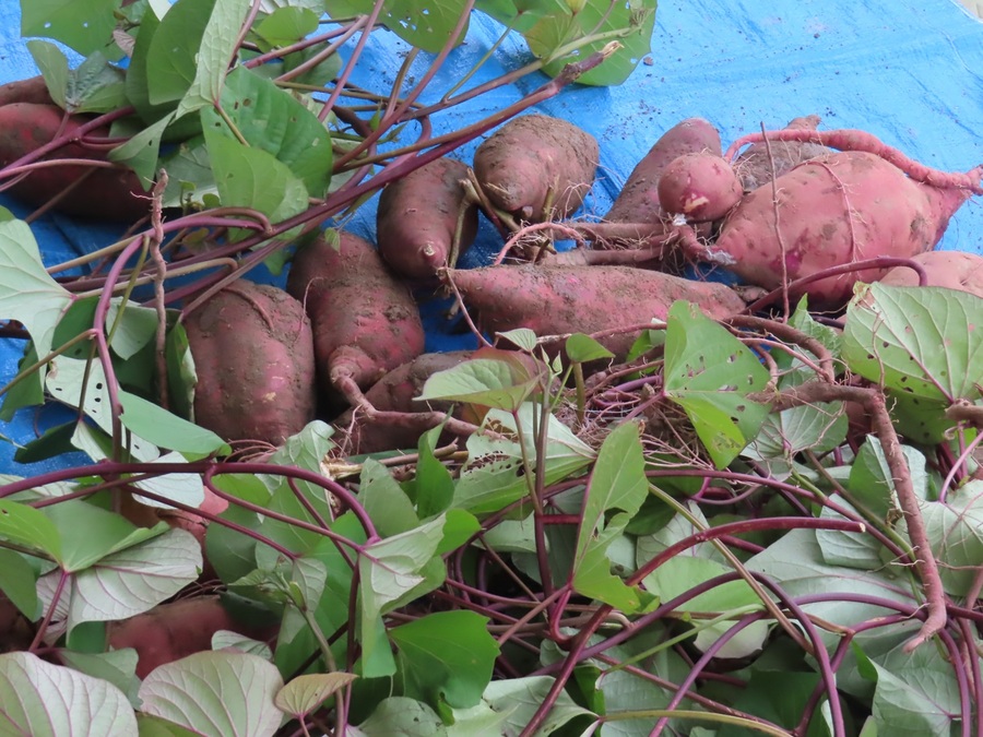 子どもたちが掘ったサツマイモの写真
