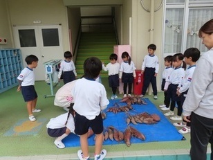 サツマイモの数を数えている子どもたちの写真