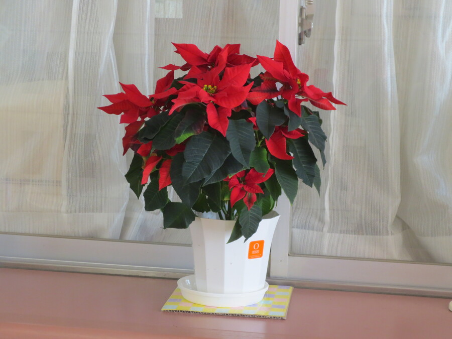 ポインセチア