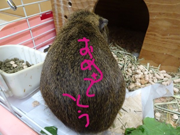 ふわふわ