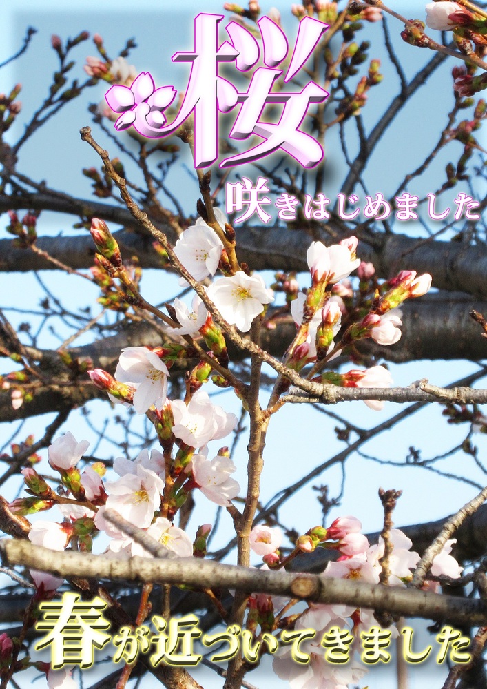 桜