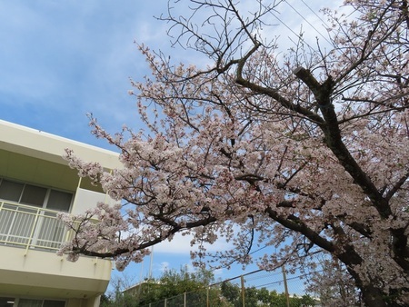 園舎と桜の花の写真