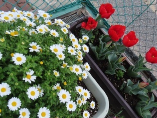 ノースポールとチューリップの写真