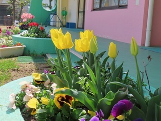 チューリップとパンジーの写真