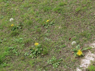 芝生に咲いたタンポポの写真