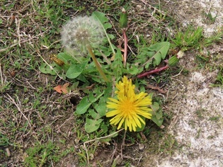 タンポポの写真