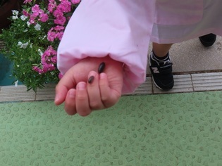 虫探しをしている子どもたちの写真