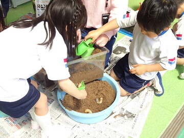 カブトムシ