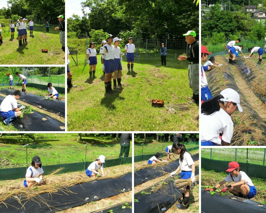 芋植え