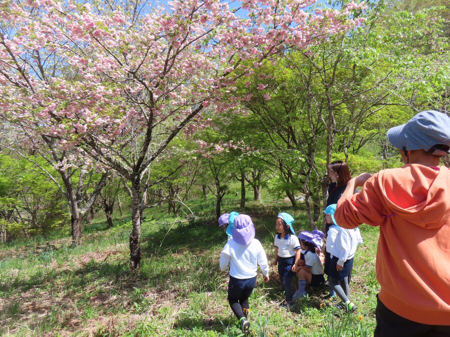 八重桜