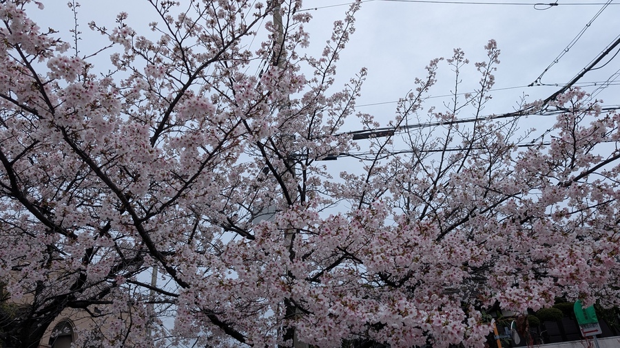 校庭の桜