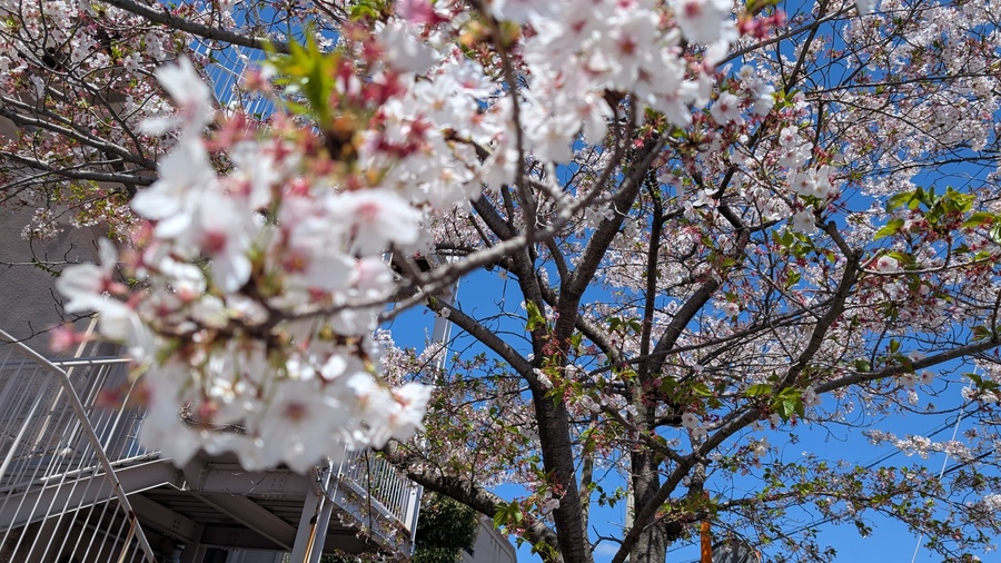 桜
