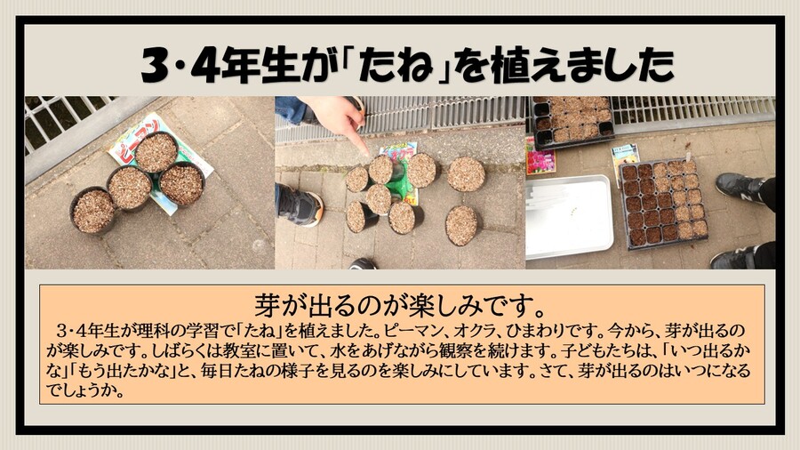 芽が出るのが楽しみです！
