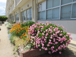 花の写真