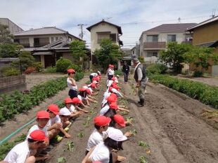 さつまいもに植え付けをします。説明を聞きました。