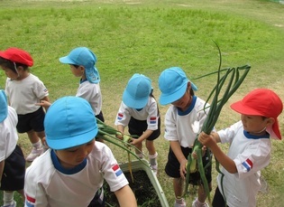 玉ねぎを掘っている子どもたちの写真