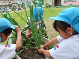 玉ねぎを掘っている子どもたちの写真