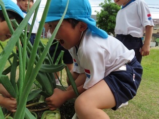 玉ねぎを掘っている子どもたちの写真