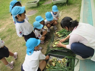 掘った玉ねぎを数えている子どもたちの写真