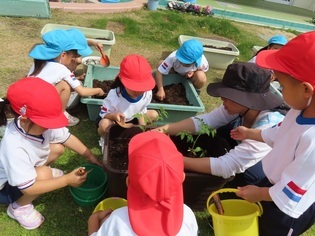 野菜の苗を植えている子どもたちの写真