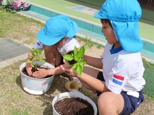 野菜の苗を植えている子どもたちの写真