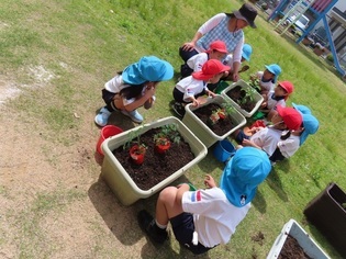 野菜の苗を植えている子どもたちの写真