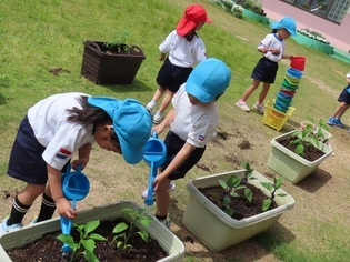 野菜の苗を植えている子どもたちの写真