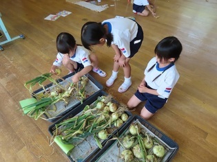 玉ねぎを分けている子どもたちの写真